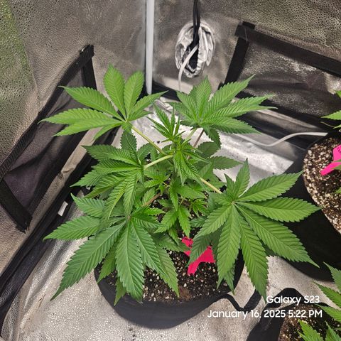 Gen X Tropicanna Cherry × #1 Stunna growlog timeline photo