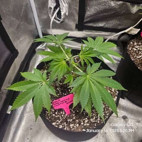 Gen X Tropicanna Cherry × #1 Stunna growlog timeline photo