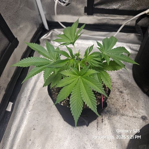Gen X Tropicanna Cherry × #1 Stunna growlog timeline photo