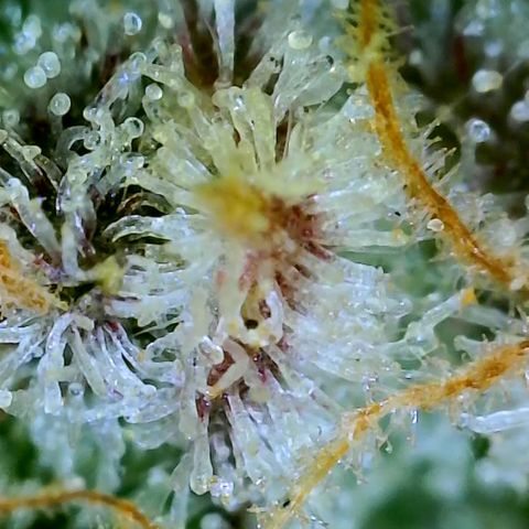 Seedsman Gorilla Gas F1 Fast growlog timeline photo