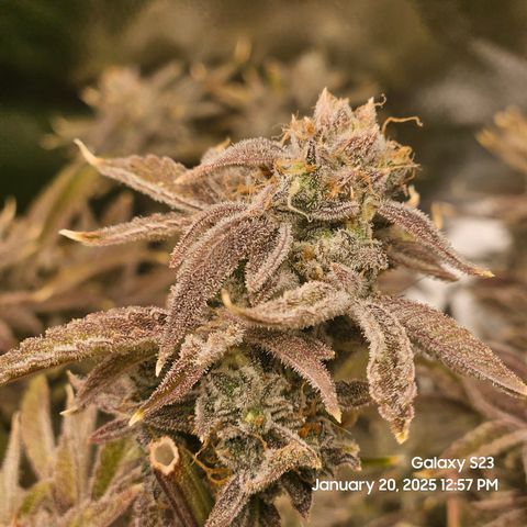 Seedsman Gorilla Gas F1 Fast growlog timeline photo