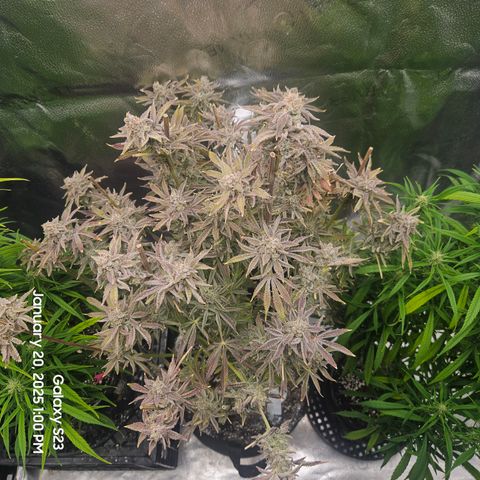 Seedsman Gorilla Gas F1 Fast growlog timeline photo