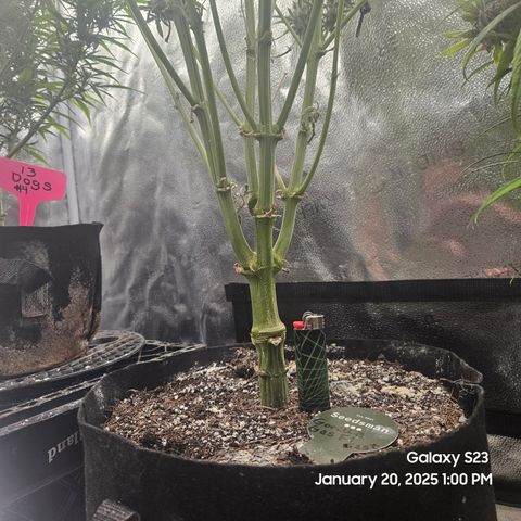 Seedsman Gorilla Gas F1 Fast growlog timeline photo