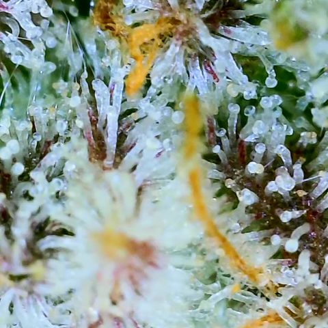 Seedsman Gorilla Gas F1 Fast growlog timeline photo