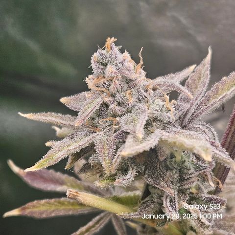 Seedsman Gorilla Gas F1 Fast growlog timeline photo