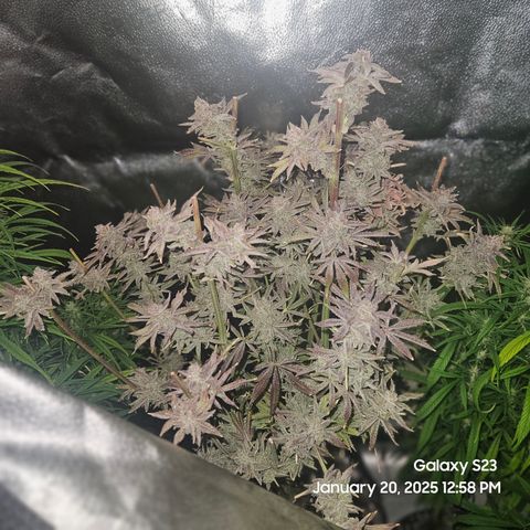 Seedsman Gorilla Gas F1 Fast growlog timeline photo