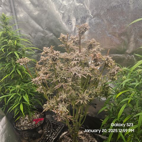 Seedsman Gorilla Gas F1 Fast growlog timeline photo
