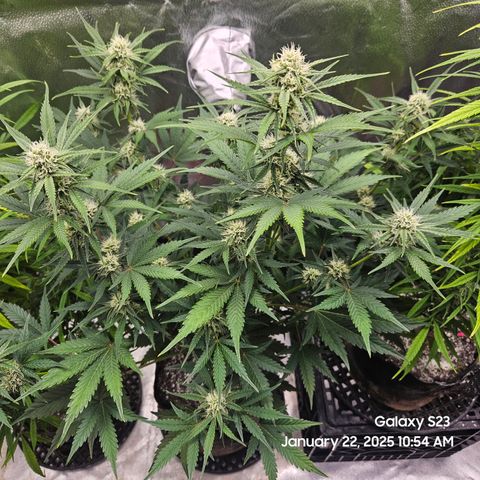 Sleepy Joe #46 growlog timeline photo