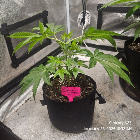Gen X Tropicanna Cherry × #1 Stunna growlog timeline photo