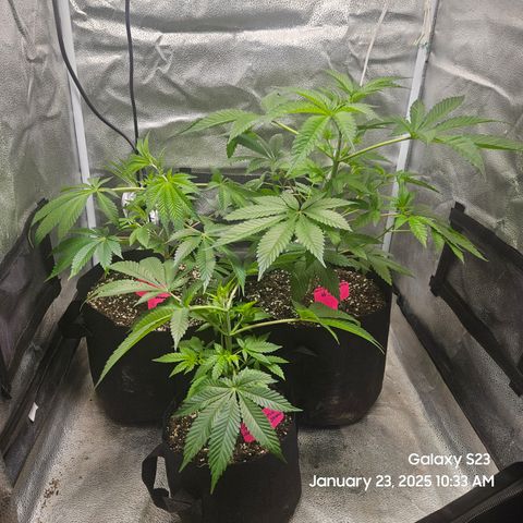 Gen X Tropicanna Cherry × #1 Stunna growlog timeline photo