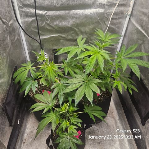 Gen X Tropicanna Cherry × #1 Stunna growlog timeline photo