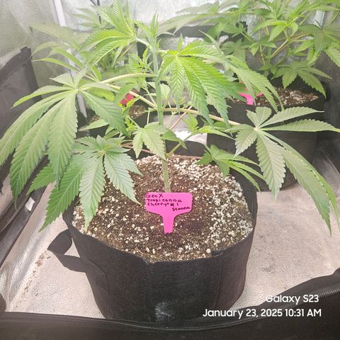Gen X Tropicanna Cherry × #1 Stunna growlog timeline photo