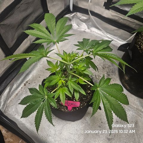 Gen X Tropicanna Cherry × #1 Stunna growlog timeline photo