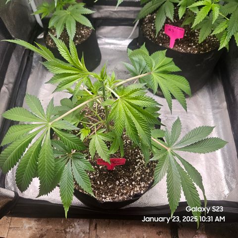 Gen X Tropicanna Cherry × #1 Stunna growlog timeline photo