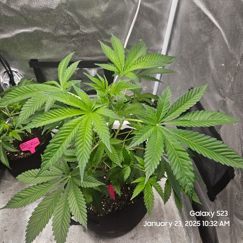 Gen X Tropicanna Cherry × #1 Stunna growlog timeline photo