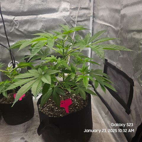 Gen X Tropicanna Cherry × #1 Stunna growlog timeline photo