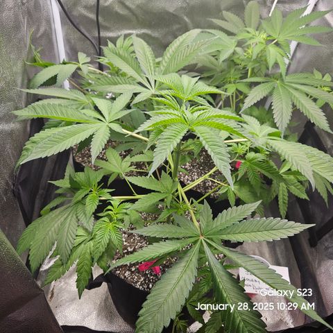 Out of The Tackle Box  growlog timeline photo