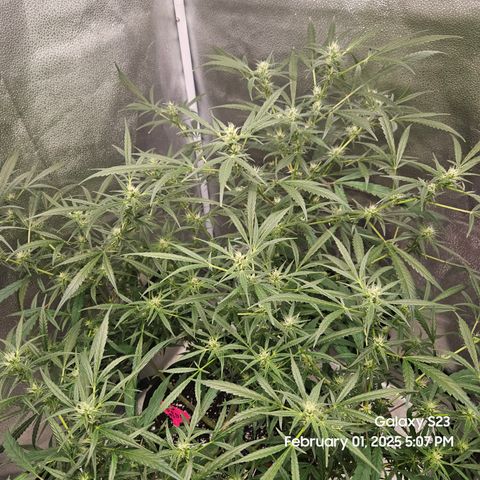 13 Dogs growlog timeline photo