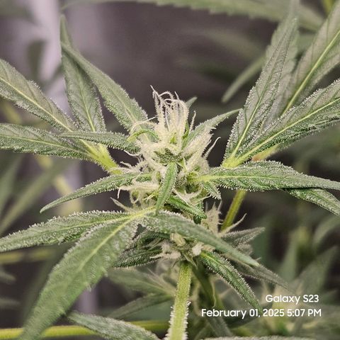 13 Dogs growlog timeline photo