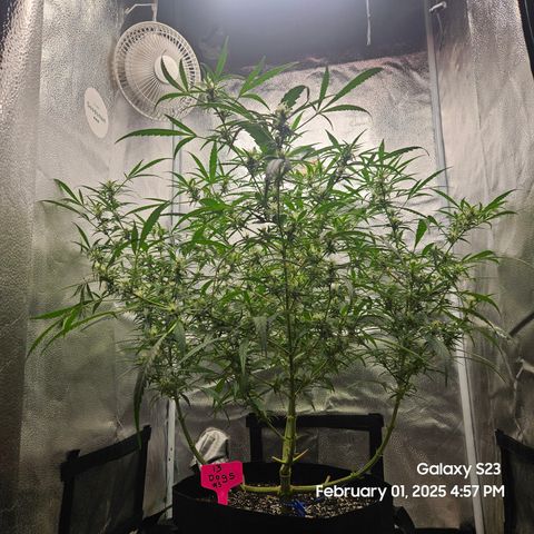13 Dogs growlog timeline photo