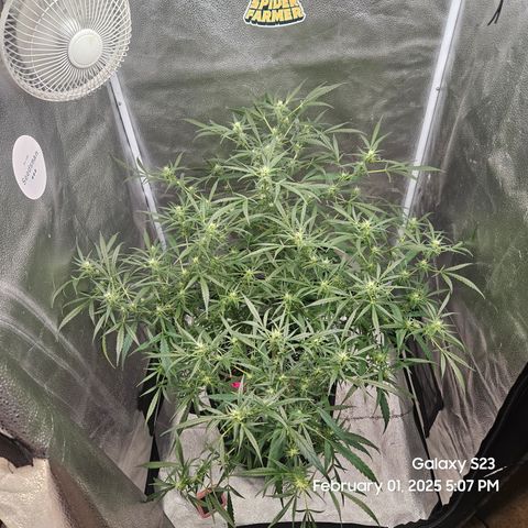 13 Dogs growlog timeline photo