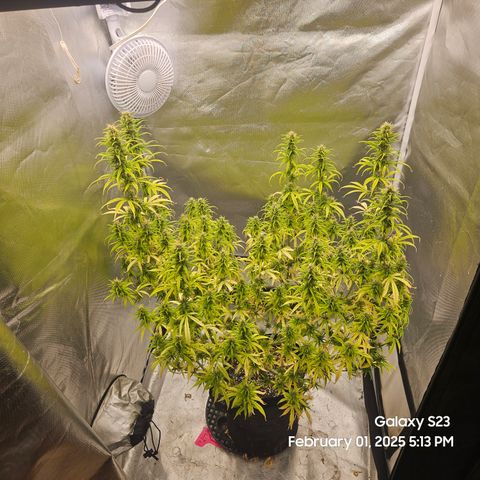 13 Dogs growlog timeline photo