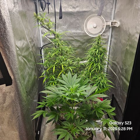 13 Dogs growlog timeline photo