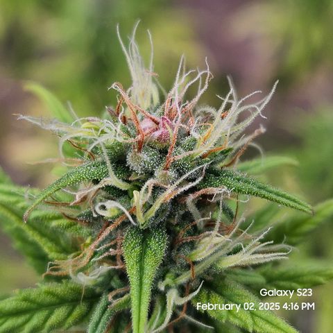 13 Dogs growlog timeline photo