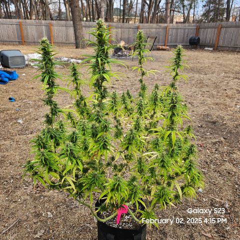 13 Dogs growlog timeline photo