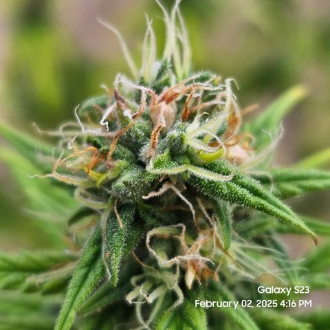 13 Dogs growlog timeline photo