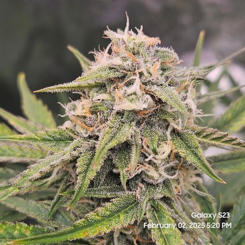 Sleepy Joe #46 growlog timeline photo