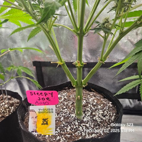 Sleepy Joe #46 growlog timeline photo