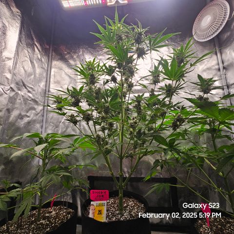 Sleepy Joe #46 growlog timeline photo