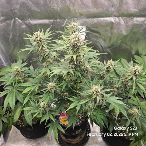 Sleepy Joe #46 growlog timeline photo
