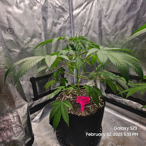 Gen X Tropicanna Cherry × #1 Stunna growlog timeline photo