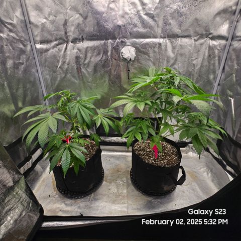 Gen X Tropicanna Cherry × #1 Stunna growlog timeline photo