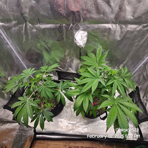 Gen X Tropicanna Cherry × #1 Stunna growlog timeline photo