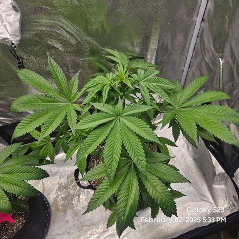 Gen X Tropicanna Cherry × #1 Stunna growlog timeline photo