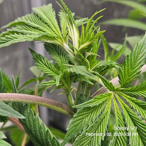 Gen X Tropicanna Cherry × #1 Stunna growlog timeline photo