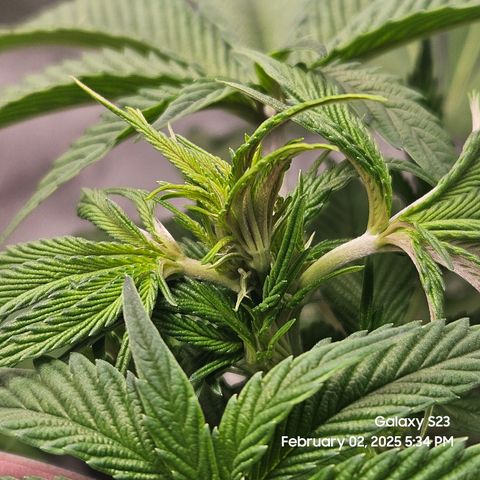 Gen X Tropicanna Cherry × #1 Stunna growlog timeline photo