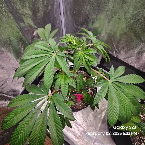 Gen X Tropicanna Cherry × #1 Stunna growlog timeline photo