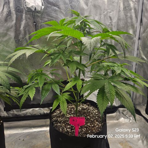 Gen X Tropicanna Cherry × #1 Stunna growlog timeline photo