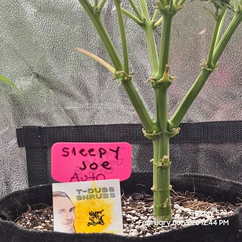 Sleepy Joe #46 growlog timeline photo