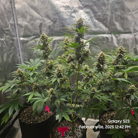 Sleepy Joe #46 growlog timeline photo