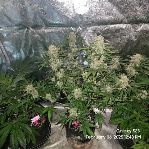 Sleepy Joe #46 growlog timeline photo