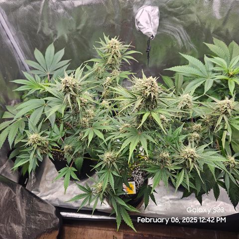 Sleepy Joe #46 growlog timeline photo