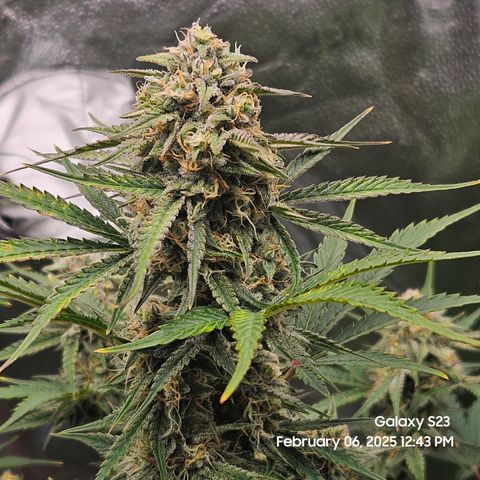 Sleepy Joe #46 growlog timeline photo