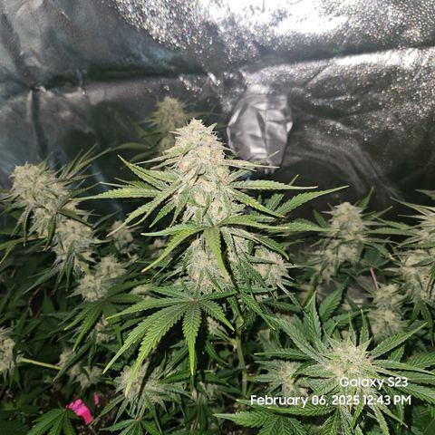 Sleepy Joe #46 growlog timeline photo