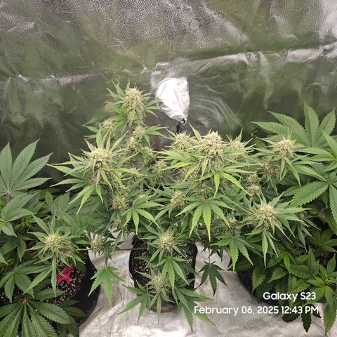 Sleepy Joe #46 growlog timeline photo