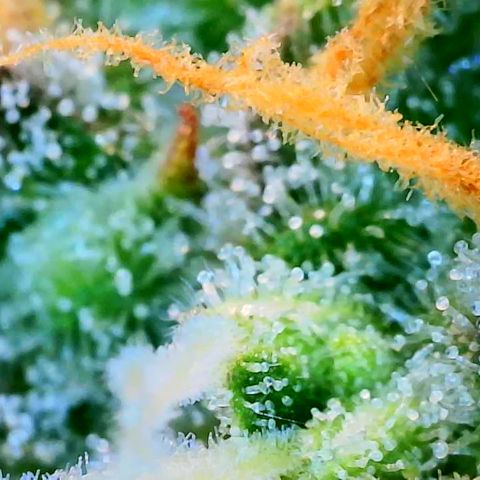 Sleepy Joe #46 growlog timeline photo
